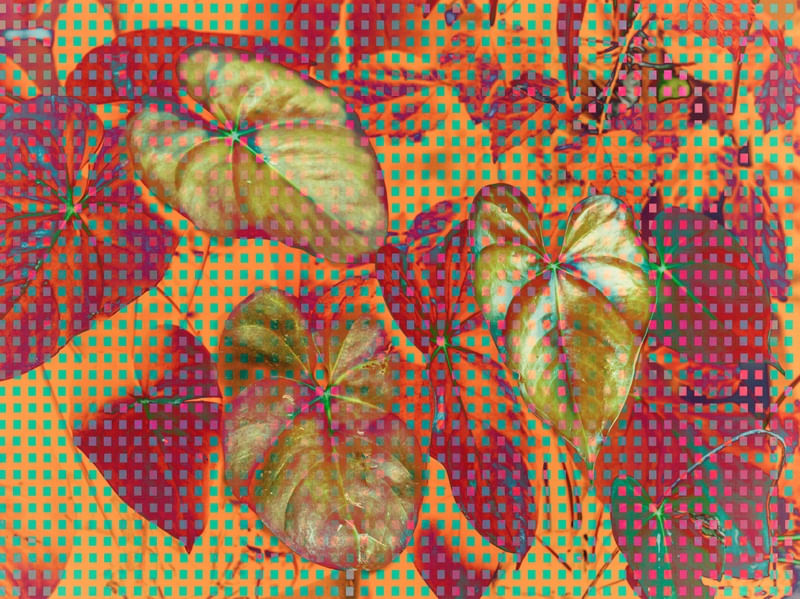 NATU 403