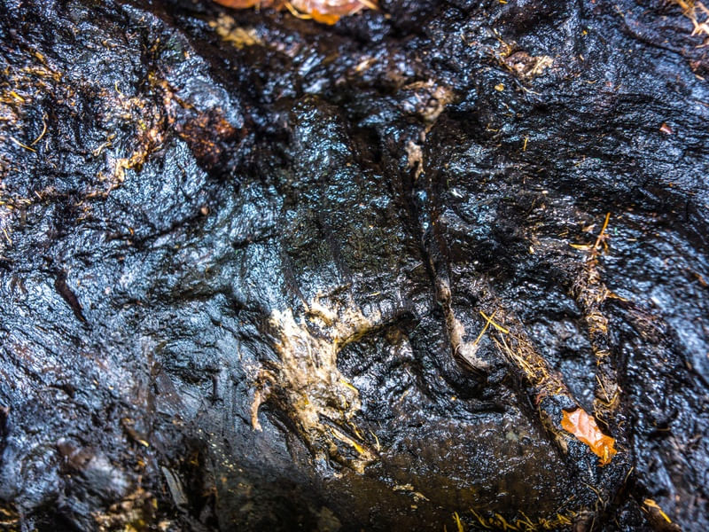 TEXTURA ARVORE