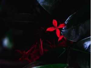 FLORES VERMELHAS E FOLHAS VERDES