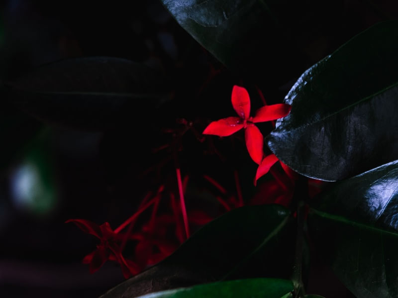 FLORES VERMELHAS E FOLHAS VERDES