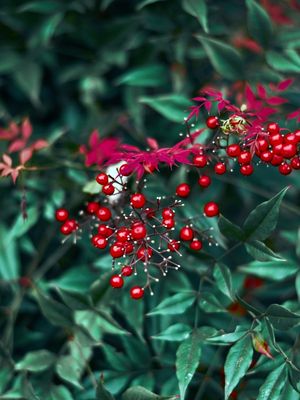 RED PLAT