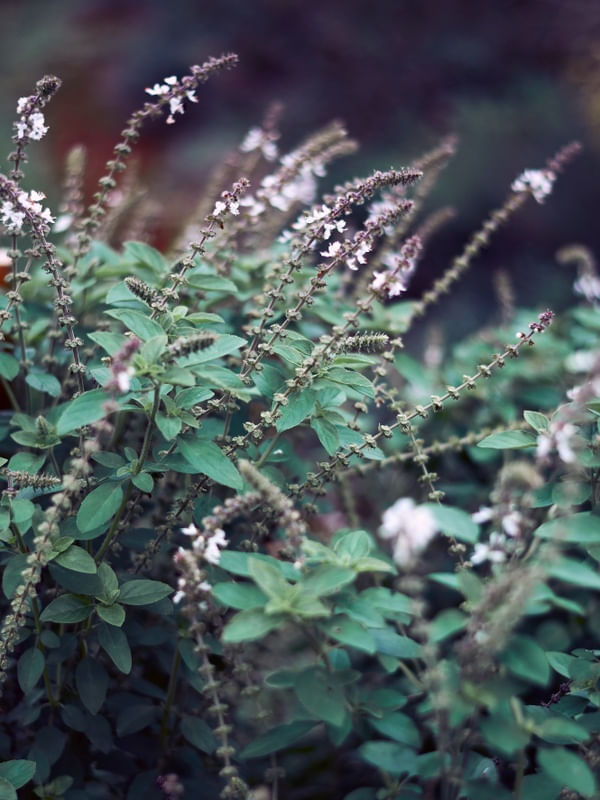 DELICATE PLANT