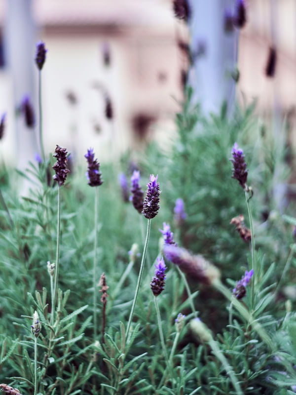 LAVANDER PURPLE