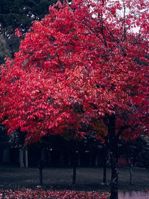 CORES QUERO VER