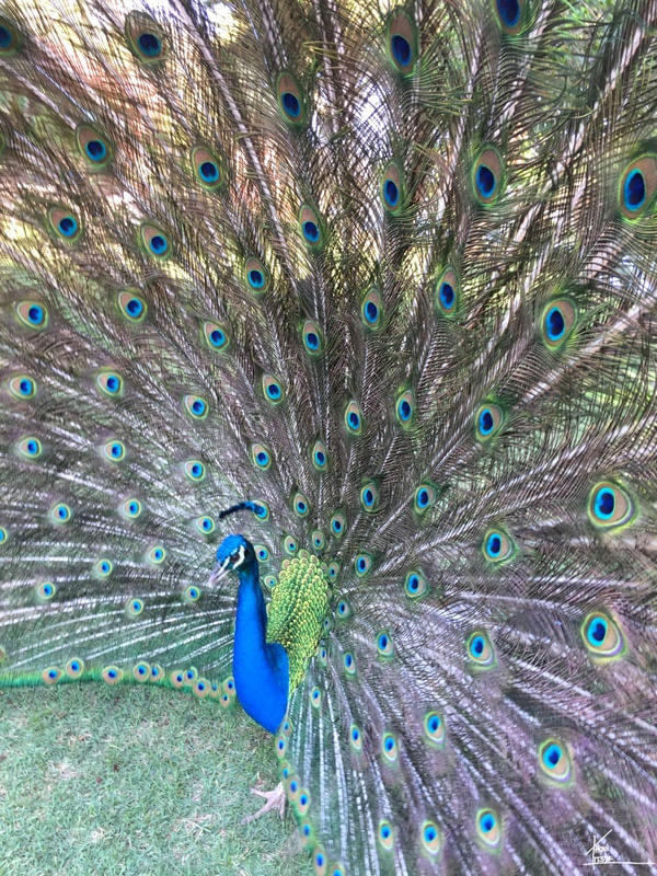 O PAVÃO