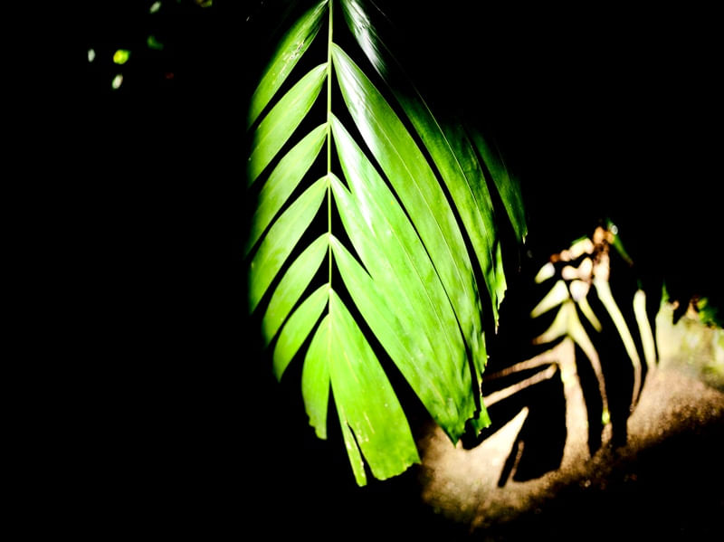 NATUREZA07