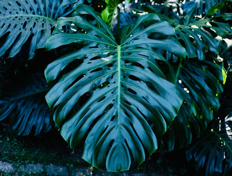 NATUREZA16