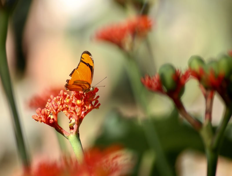BORBOLETA20