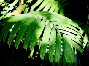 NATUREZA203
