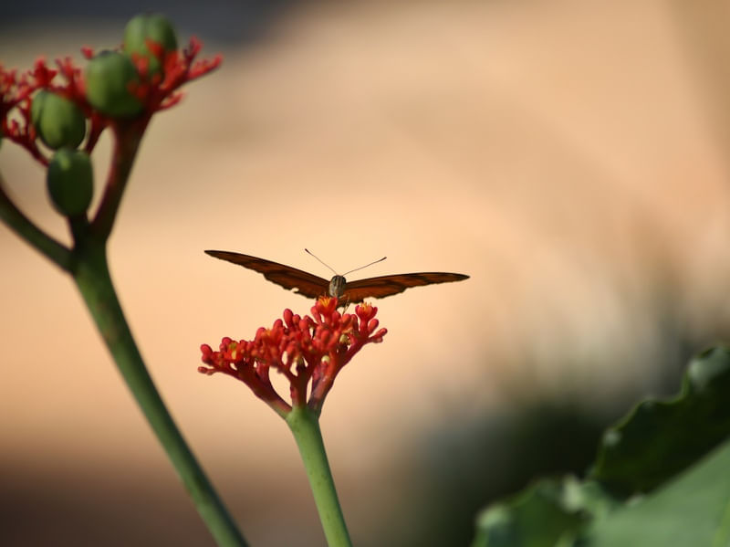 BORBOLETA153