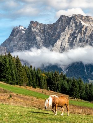 O CAVALO E A MONTANHA
