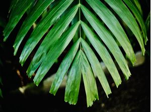 NATUREZA415