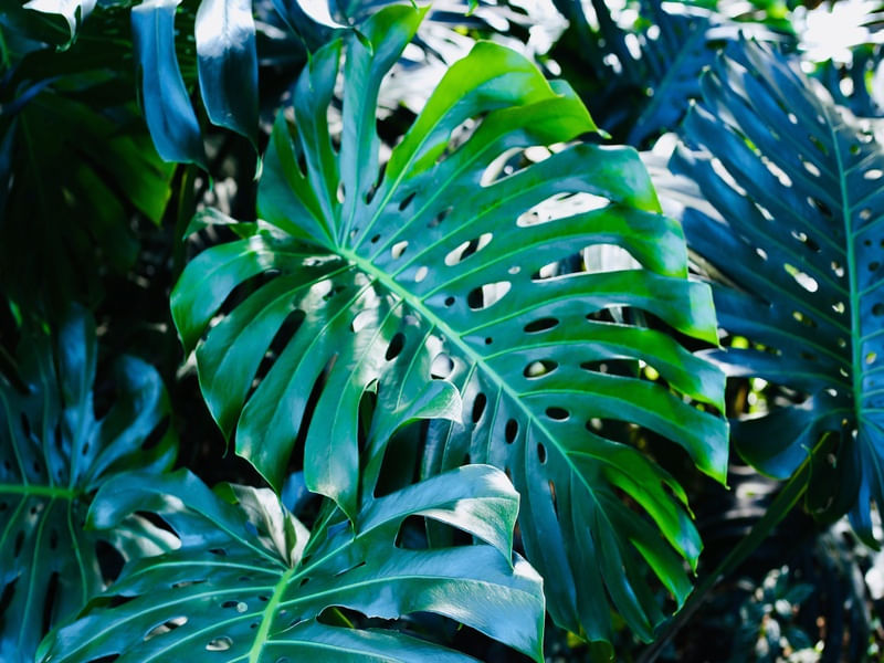 NATUREZA416