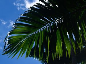 NATUREZA417