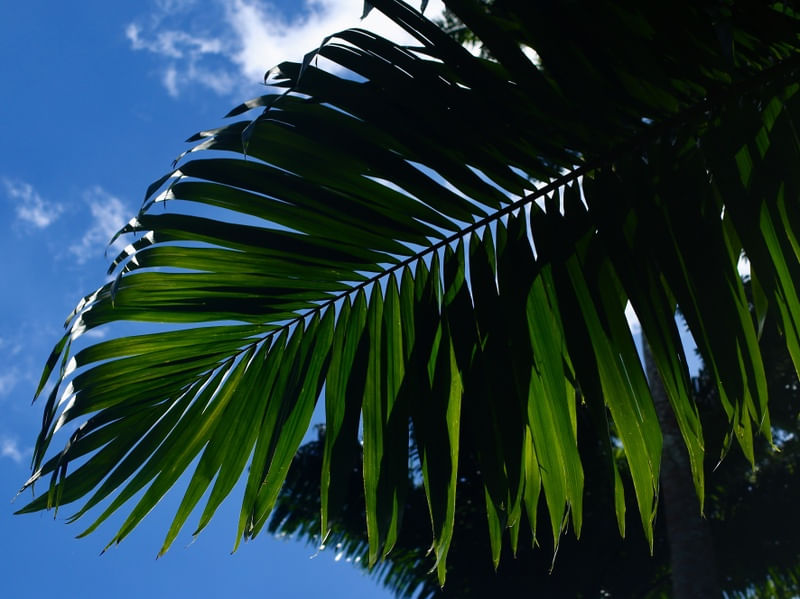 NATUREZA417