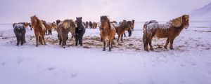 THE TROOP