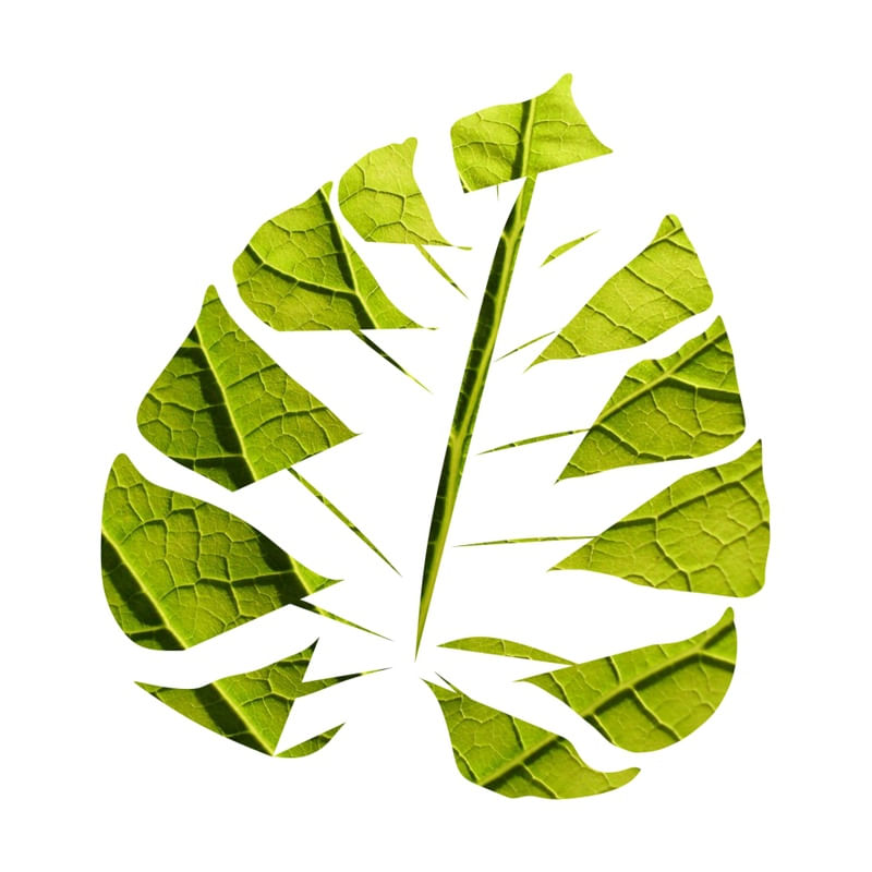 FOLHA VERDE DV
