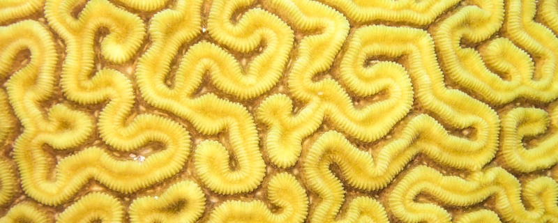 CORAL LABIRINTO