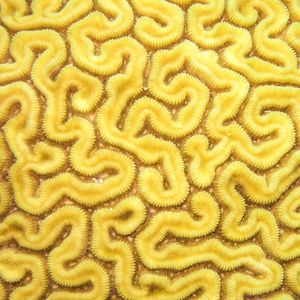 LABIRINTO AMARELO