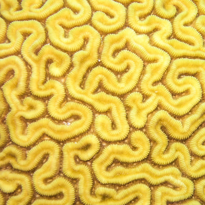 LABIRINTO AMARELO