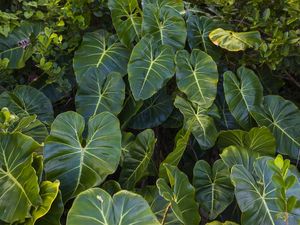 ARACEAE I, MATA ATLÂNTICA, UBATUBA