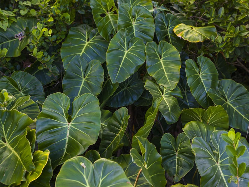 ARACEAE I, MATA ATLÂNTICA, UBATUBA