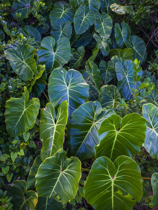 ARACEAE II, MATA ATLÂNTICA, UBATUBA