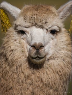 LHAMA, ANDEAN CULTURE