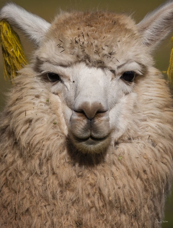 LHAMA, ANDEAN CULTURE