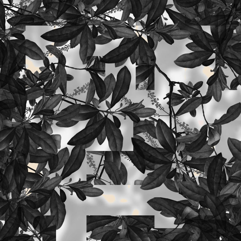 PLANTAS PUZZLE