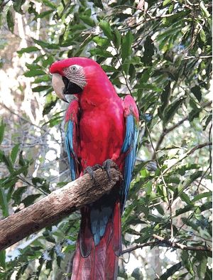PÁSSAROS DO BRASIL -ARARA VERMELHA E AZUL