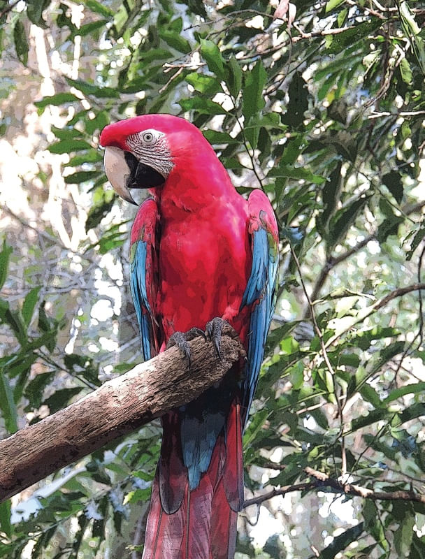 PÁSSAROS DO BRASIL -ARARA VERMELHA E AZUL