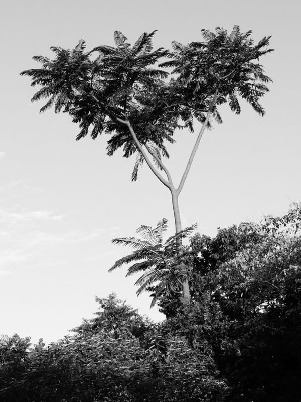 ÁRVORE EM DESTAQUE EM PRETO E BRANCO