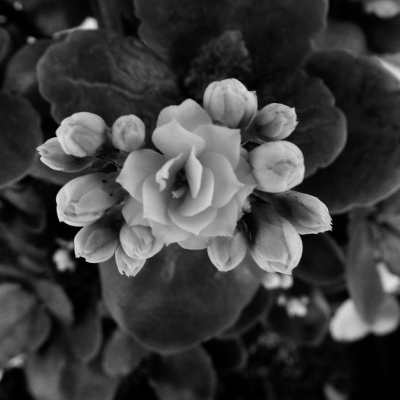 FLOR NO VASO