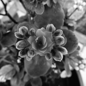 FLORES NO VASO 01