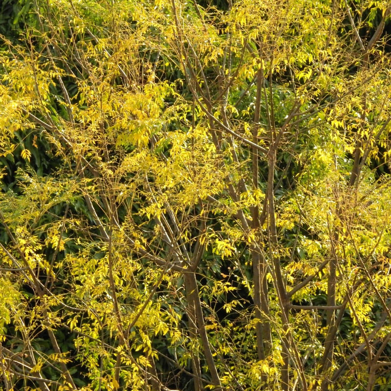 PAINEL AMARELO E VERDE