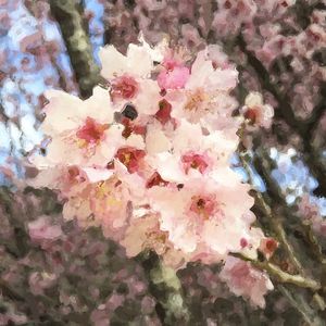 SAKURAS - PEACE AND TENDERNESS