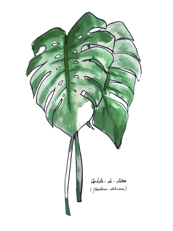 COSTELA DE ADÃO AQUARELADA