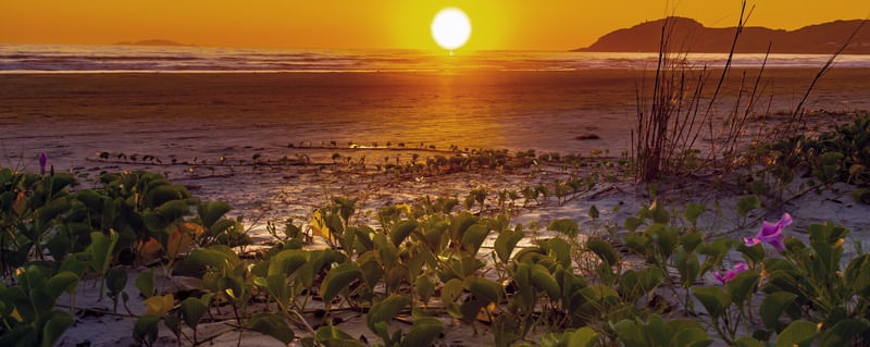 AMANHECER FLORIDO