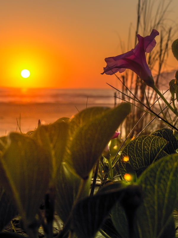 AMANHECER FLORIDO 2