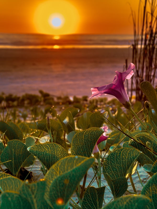 AMANHECER FLORIDO 3