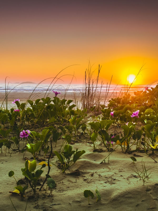 AMANHECER FLORIDO 4