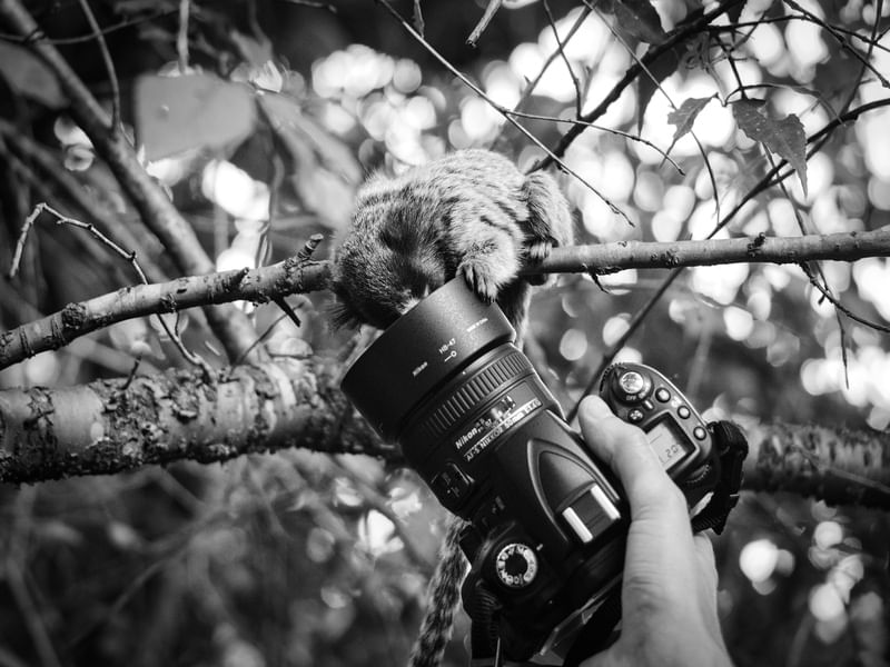 THIS IS MONKEY BUSINESS
