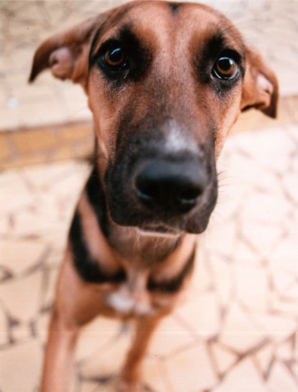 DOG