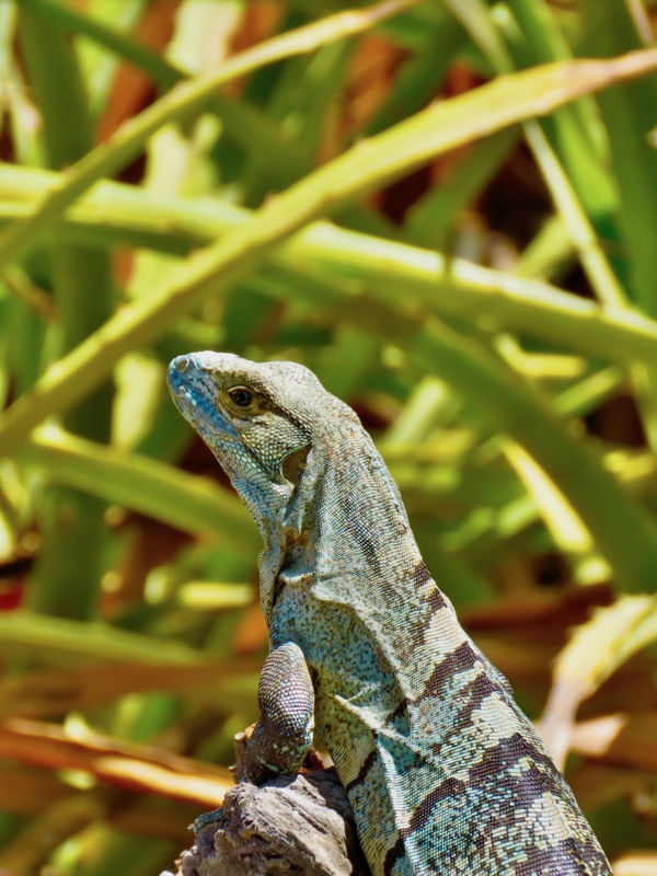 IGUANA PURA VIDA