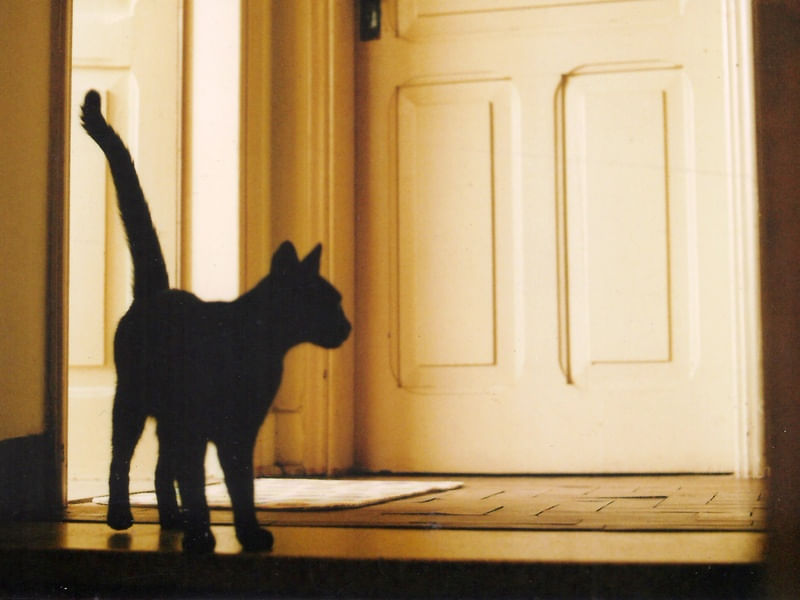 CAT01