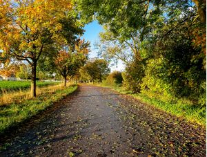 ESTRADA ENTRE ÁRVORES