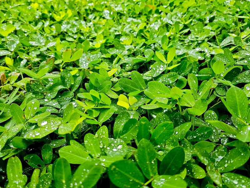 JARDIM SECRETO - VERDE SERENO
