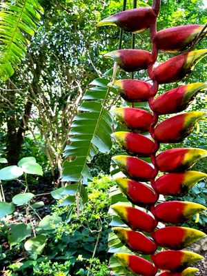 JARDIM SECRETO - BICO DE PAPAGAIO