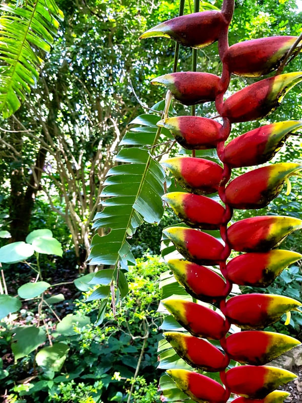 JARDIM SECRETO - BICO DE PAPAGAIO